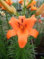 [4011 Brunello No02.JPG]